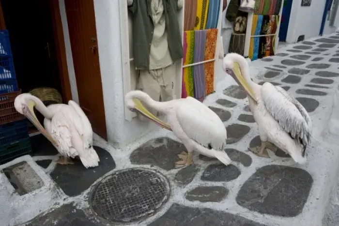 Framed Print : Greece, Mykonos, Hora. Three pelicans grooming in unison in alleyway Framed Print : Greece, Mykonos, Hora. Three pelicans grooming in unison in alleyway