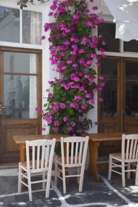 Framed Print : Greece, Mykonos, Hora, Restaurant with outside seating and lovely Geranium growing Framed Print : Greece, Mykonos, Hora, Restaurant with outside seating and lovely Geranium growing