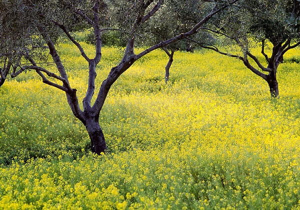 Greece. Olive trees amid wildflowers. Credit as: Jim Nilsen  /  Jaynes Gallery  /  DanitaDelimont