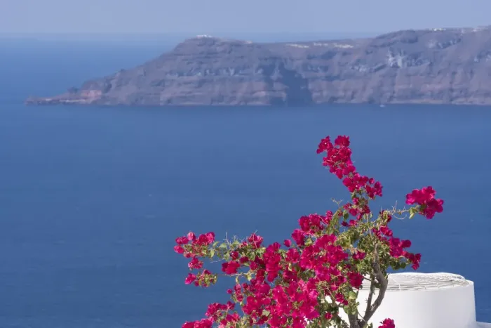 Framed Print : Greece, Santorini. Bougainvillea in bloom standing out vibrantly against the blue of the Aegean Sea Framed Print : Greece, Santorini. Bougainvillea in bloom standing out vibrantly against the blue of the Aegean Sea