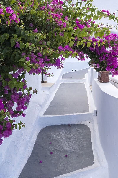Greece, Santorini. Bougainvillea draping over an alleyway in the town of Firostefani