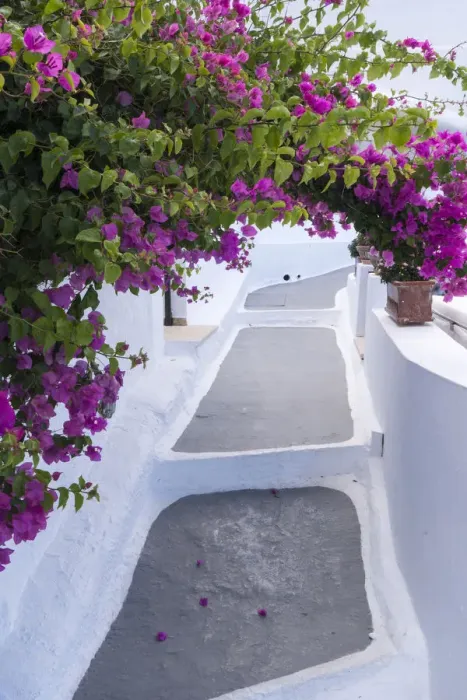 Framed Print : Greece, Santorini. Bougainvillea draping over an alleyway in the town of Firostefani