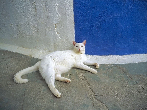 Greece, Santorini, Oia. White cat resting. Credit as: Jim Nilsen  /  Jaynes Gallery  /  DanitaDelimont