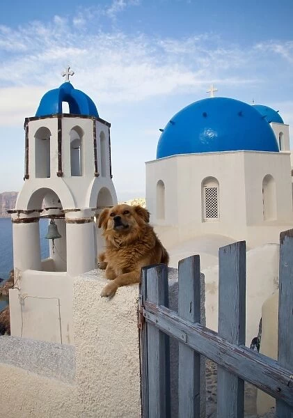Greece, Santorini, town of Oia with a dog resting over the town and its blue domed Churches