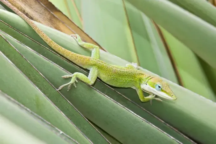 Framed Print : Green Anole (Anolis carolinensis) hunting insects on yucca, south Texas, USA, September Framed Print : Green Anole (Anolis carolinensis) hunting insects on yucca, south Texas, USA, September