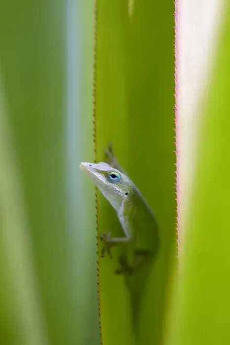 Framed Print : A green anole is an arboreal lizard located on the island of Kauai, Hawaii, USA Framed Print : A green anole is an arboreal lizard located on the island of Kauai, Hawaii, USA