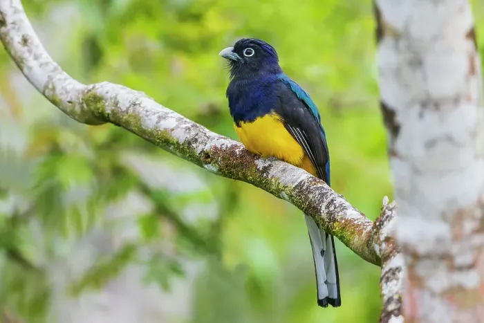 Framed Print : Green-backed trogon pauses for a look about in the forest of Peru