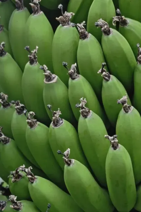 Framed Print : Green Bananas