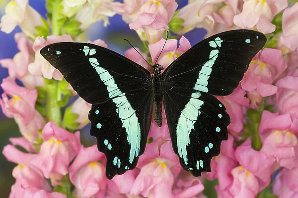 Green-banded Swallowtail or African Blue-banded Swallowtail Butterfly, Papilio nireus