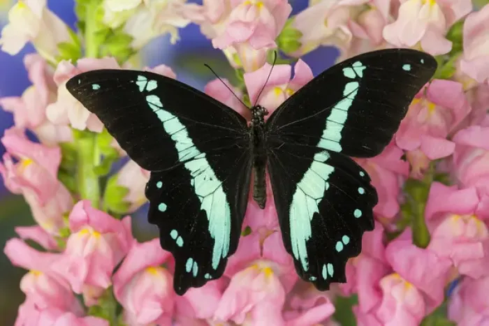 Framed Print : Green-banded Swallowtail or African Blue-banded Swallowtail Butterfly, Papilio nireus Framed Print : Green-banded Swallowtail or African Blue-banded Swallowtail Butterfly, Papilio nireus