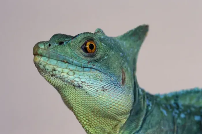 Framed Print : Green Basilisk (Basillicus plumifrons) Framed Print : Green Basilisk (Basillicus plumifrons)