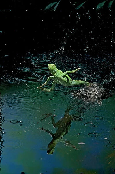 Green basilisk or plumed basilisk running on water (Basiliscus plumifrons), Costa Rica