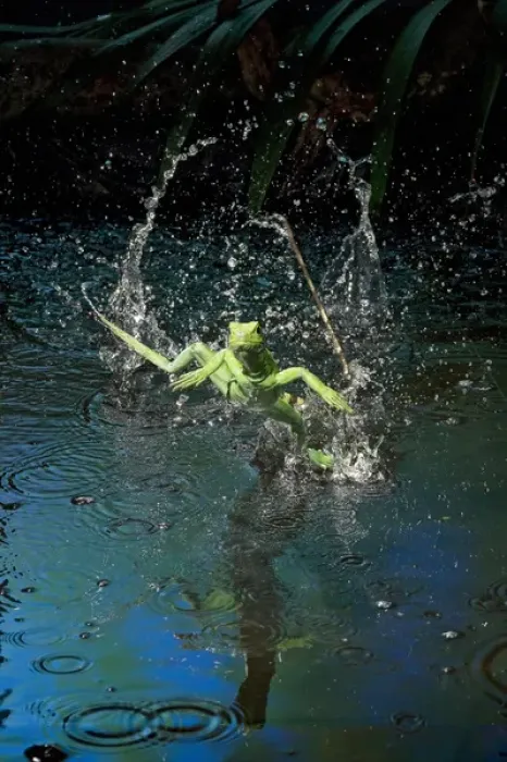 Framed Print : Green basilisk or plumed basilisk running on water (Basiliscus plumifrons), Costa Rica Framed Print : Green basilisk or plumed basilisk running on water (Basiliscus plumifrons), Costa Rica
