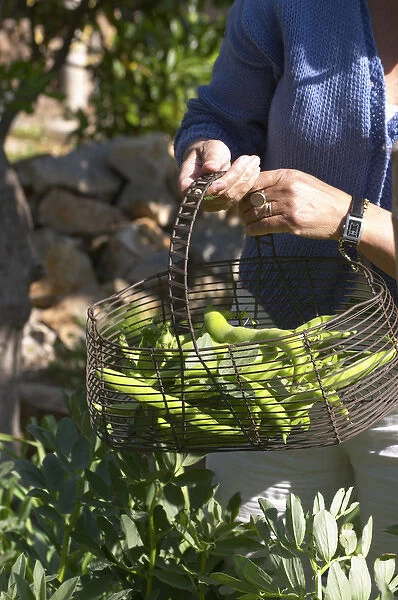 green Beans in the vegetable garden picked and held in a metal wire basket Clos des