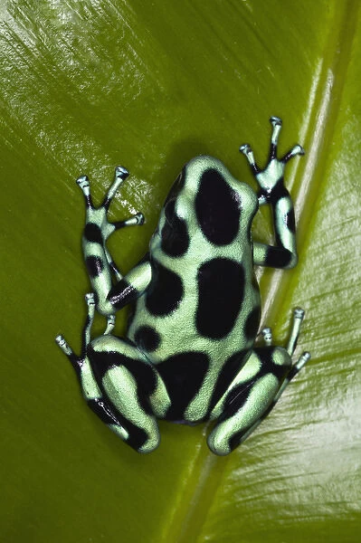 Green and Black Dart Frog, Dendrobates auratus, Costa Rica