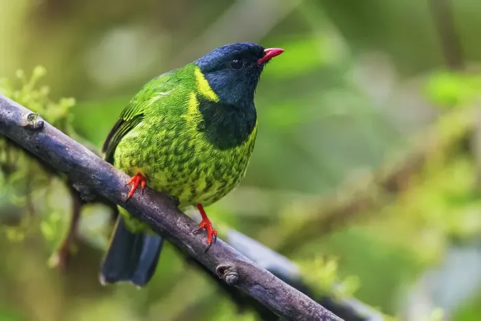 Framed Print : Green and black fruiteater foraging in the mountains of northern Peru