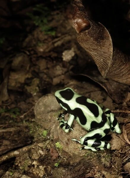 Green & Black poison dart frog (Dendrobates auratus) La Selva, Costa Rica