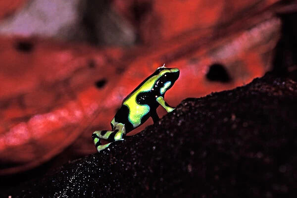 Green and Black Poison Dart Frog (Dendrobates auratus) A green and black frog of