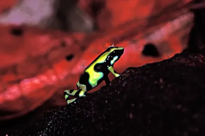 Framed Print : Green and Black Poison Dart Frog (Dendrobates auratus) A green and black frog of