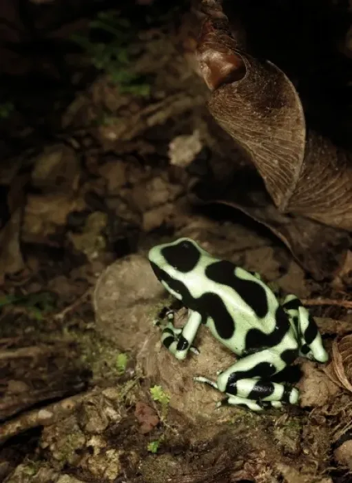 Framed Print : Green & Black poison dart frog (Dendrobates auratus) La Selva, Costa Rica