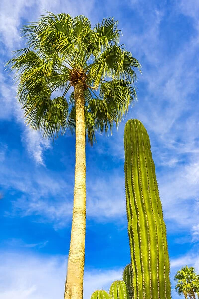 Green cardon cactus, Sonoran Desert shrubland in Cabo San Lucas, Mexico