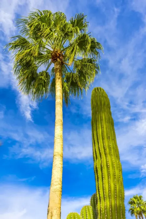 Framed Print : Green cardon cactus, Sonoran Desert shrubland in Cabo San Lucas, Mexico