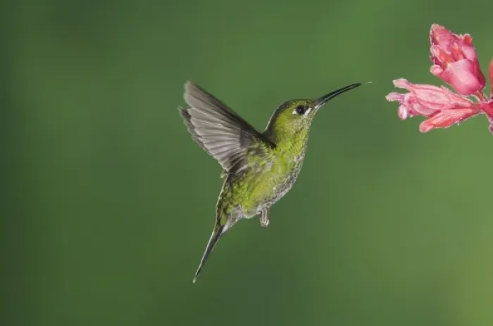 Framed Print : Green-crowned Brilliant, Heliodoxa jacula, Female in flight feeding on Shrimp plant(Acanthaceae)