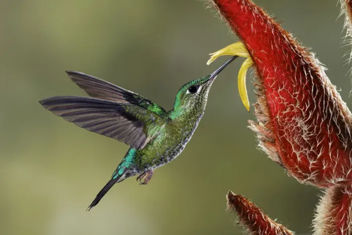 Framed Print : Green Crowned Brilliant hummingbird, Costa Rica Framed Print : Green Crowned Brilliant hummingbird, Costa Rica