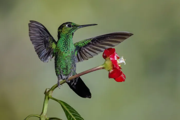 Framed Print : Green Crowned Brilliant hummingbird, Costa Rica Framed Print : Green Crowned Brilliant hummingbird, Costa Rica