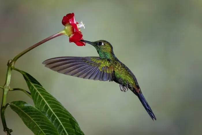 Framed Print : Green Crowned Brilliant hummingbird, Costa Rica