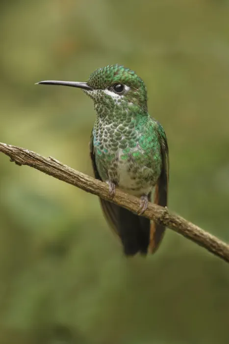 Framed Print : Green Crowned Brilliant hummingbird, Costa Rica