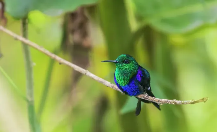 Framed Print : Green-crowned woodnymph, portrait in the beautiful cloud forest of Ecuador