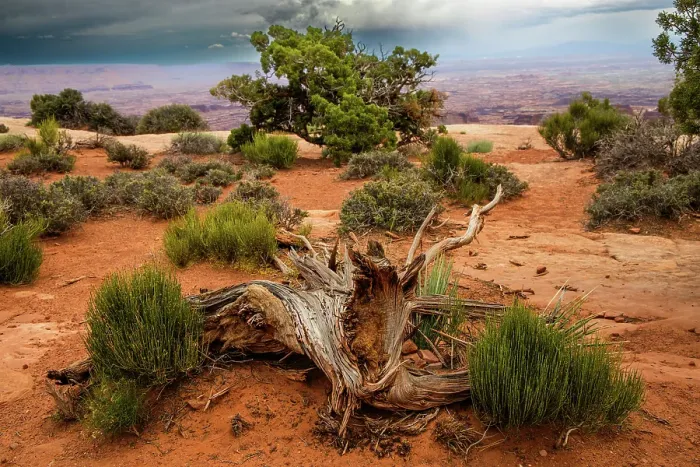 Framed Print : Green ephedra and Utah juniper, Grand View Point Trail, Canyonlands National Park, Utah, US