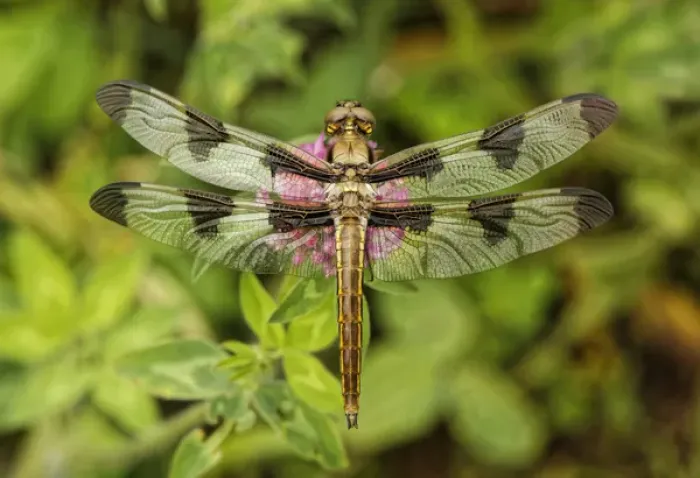 Framed Print : Green-Eyed Skimmer dragonfly, or Emerald, resting on clover flower, Kentucky Framed Print : Green-Eyed Skimmer dragonfly, or Emerald, resting on clover flower, Kentucky