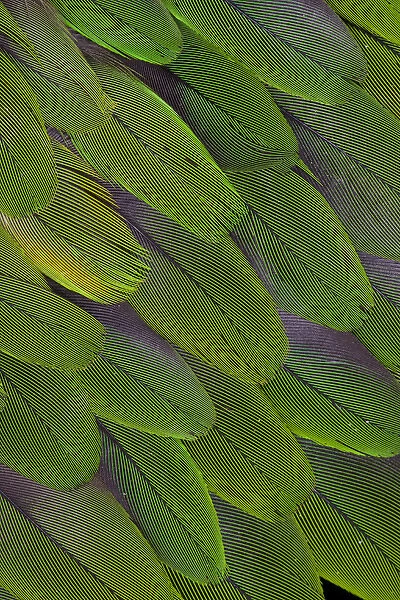 Green feathers of the Caique Parrot