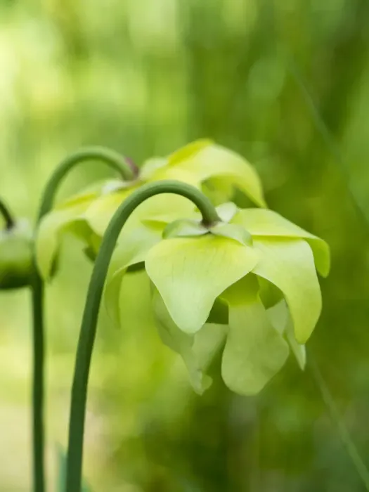 Framed Print : The green flowers of the Pitcher plant, Sarracenia, a carnivorous plant Framed Print : The green flowers of the Pitcher plant, Sarracenia, a carnivorous plant