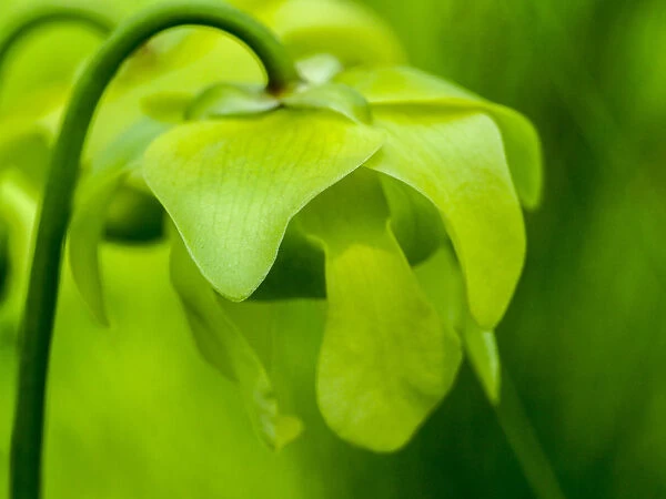 The green flowers of the Pitcher plant, Sarracenia, a carnivorous plant