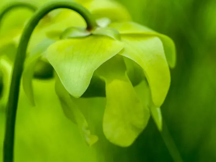 Framed Print : The green flowers of the Pitcher plant, Sarracenia, a carnivorous plant