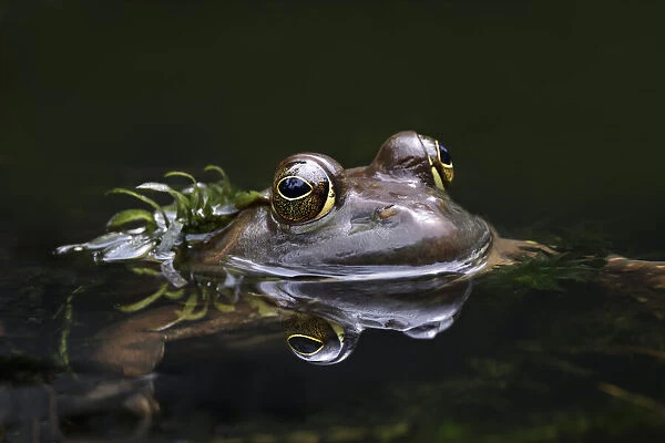 Green frog, Creasey Mahan Nature Preserve, Kentucky