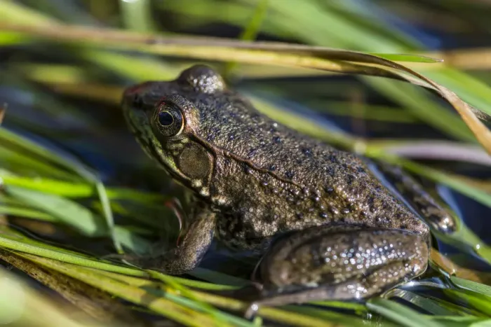 Framed Print : A green frog, rana clamitans melanota, in the grass next to the Mattawamkeag River in Wytipitlock Framed Print : A green frog, rana clamitans melanota, in the grass next to the Mattawamkeag River in Wytipitlock