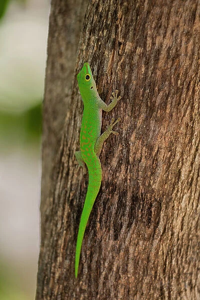 A green gecko, Phelsuma sundbergi longinsulae climbing a tree. Fregate Island, Seychelles