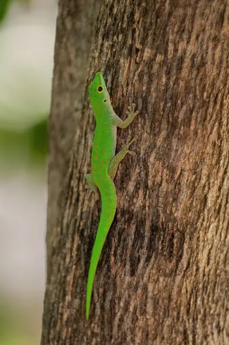 Framed Print : A green gecko, Phelsuma sundbergi longinsulae climbing a tree. Fregate Island, Seychelles Framed Print : A green gecko, Phelsuma sundbergi longinsulae climbing a tree. Fregate Island, Seychelles