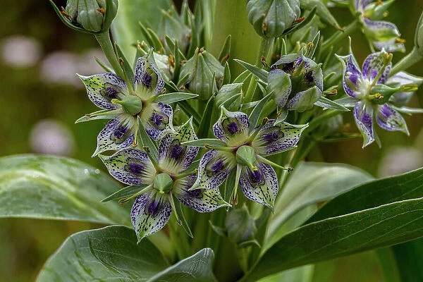 Green gentian wildflowers in Fish Lake National Forest