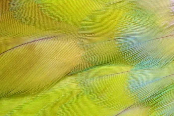 Framed Print : Green Headed Parrot Framed Print : Green Headed Parrot