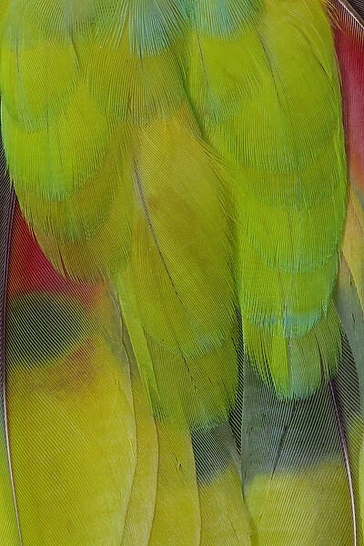 Green Headed Parrot