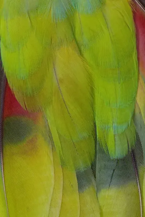 Framed Print : Green Headed Parrot Framed Print : Green Headed Parrot
