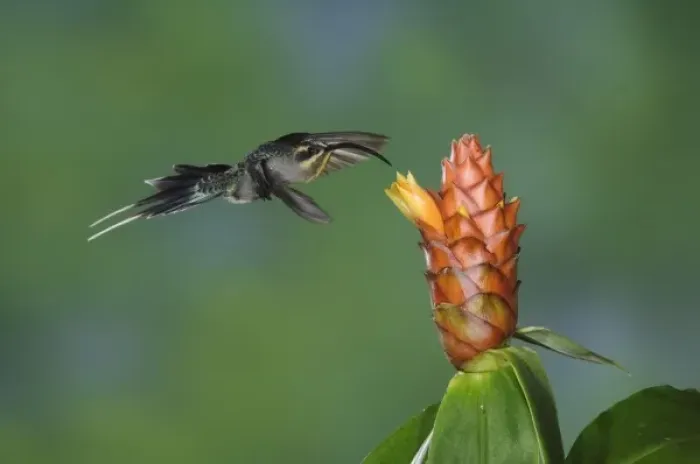 Framed Print : Green Hermit, Phaethornis guy, female in flight feeding on Spiral Ginger (Costus Pulverulentus)