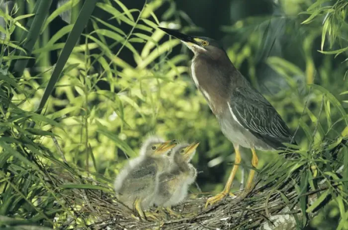 Framed Print : Green Heron, Butorides virescens, adult with young in nest in Willow Tree, Welder Wildlife Refuge
