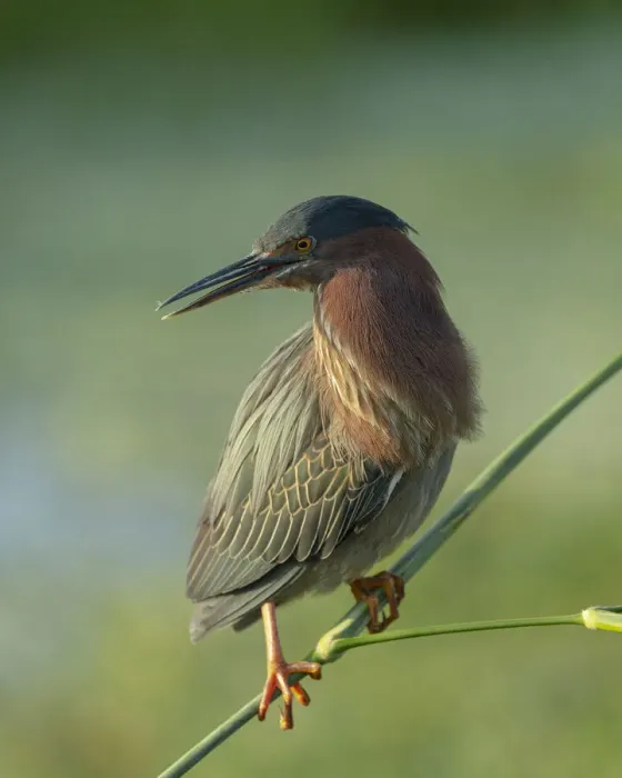 Framed Print : Green heron, Butorides virescens, Green Cay Wetlands, Florida Framed Print : Green heron, Butorides virescens, Green Cay Wetlands, Florida