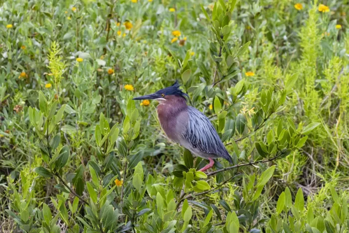 Framed Print : Green Heron (Butorides virescens) standing in shrubs Framed Print : Green Heron (Butorides virescens) standing in shrubs